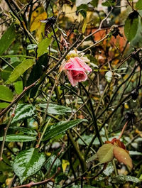 Close-up of pink flowering plant