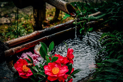 Close-up of flowers in water