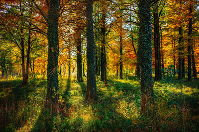 Trees in forest during autumn