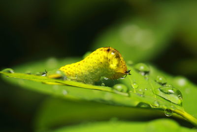 Close-up of wet leaf