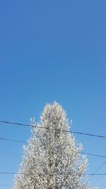 Low angle view of bird on tree against blue sky