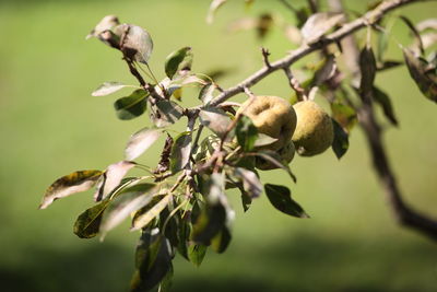 Pear on a branch 