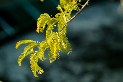 Close-up of yellow flowering plant