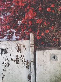 Close-up of red wall