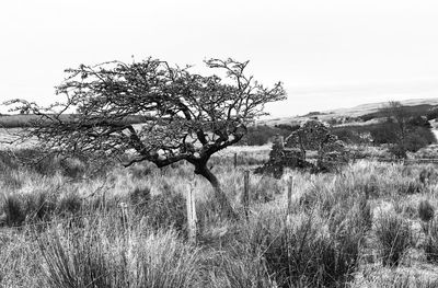 Trees on field against sky