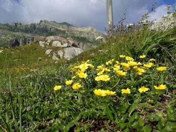 Yellow flowering plants on field against sky