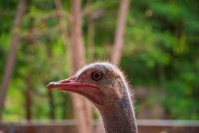 Close up of the ostrich head in safari
