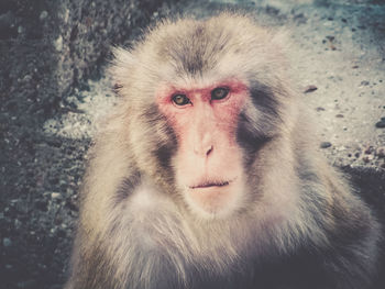 Close-up portrait of monkey