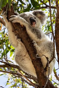 Low angle view of koala sleeping on tree branch