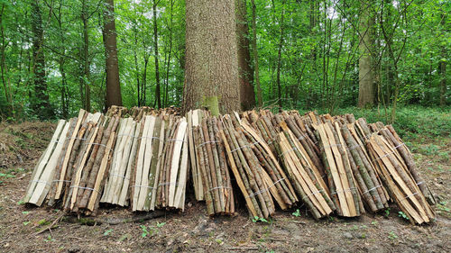 View of bamboo trees in forest