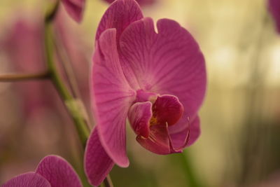 Close-up of pink flowering plant