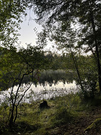 Scenic view of lake in forest against sky