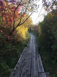 Empty road amidst trees during autumn
