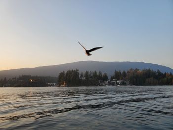 Bird flying over a lake