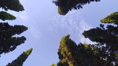 Low angle view of trees against sky