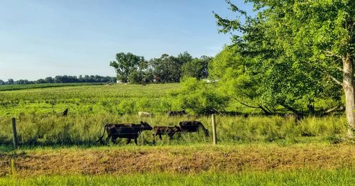 Horses in a field