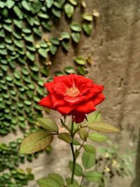 Close-up of red flower blooming outdoors