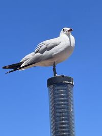 Low angle view of bird flying against clear blue sky