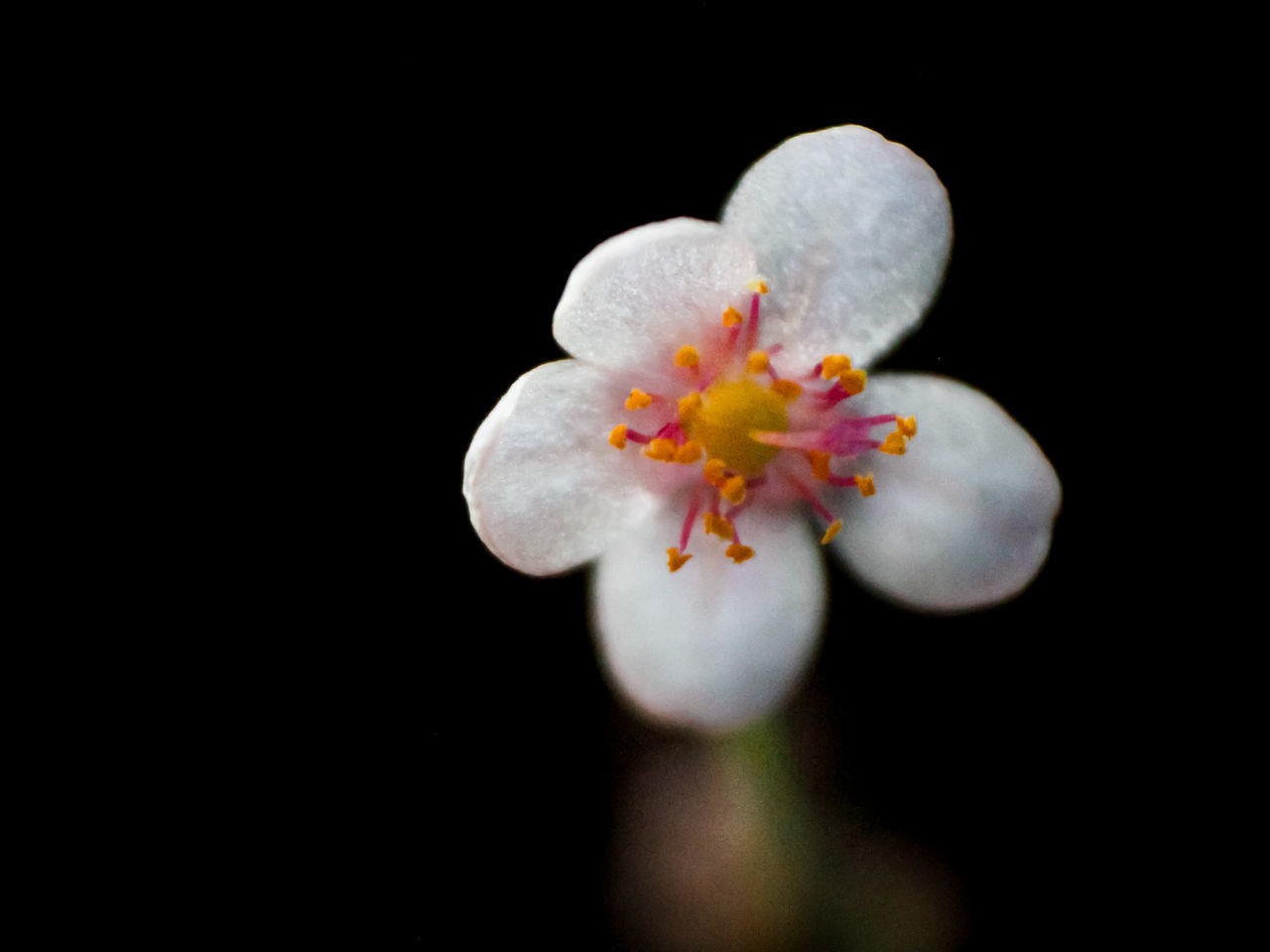 CLOSE-UP OF WHITE CHERRY BLOSSOMS AGAINST BLACK BACKGROUND