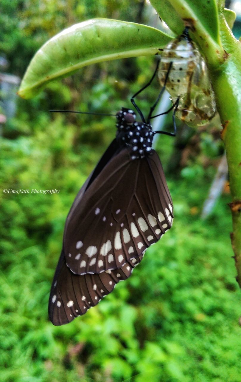 BUTTERFLY ON A LEAF