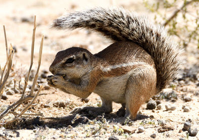 Close-up of an animal on field