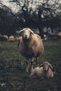 Portrait of sheep on field