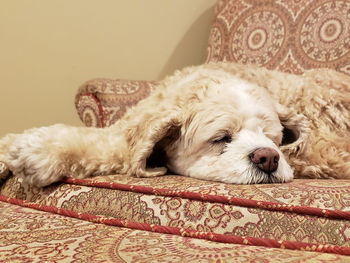 Dog sleeping on sofa at home