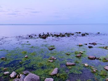 Scenic view of sea shore against sky