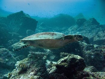 Fish swimming in sea