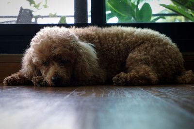 Close-up of a dog resting on floor
