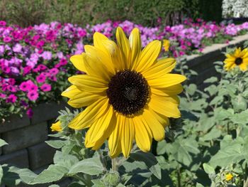 Close-up of sunflower