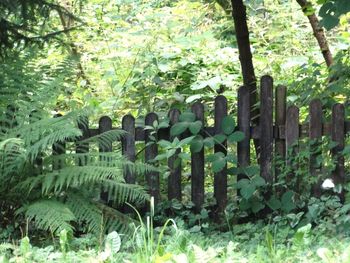 Plants growing on tree trunk
