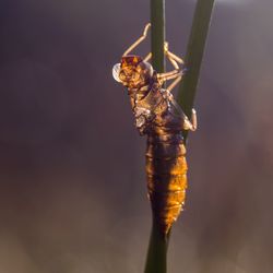 Close-up of insect