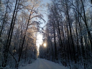 Snow covered trees against sky