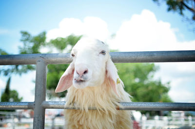 Goat looking through railing against sky