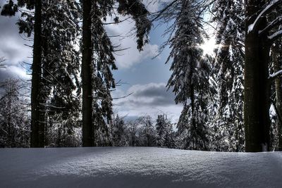 Trees on snow covered landscape against sky