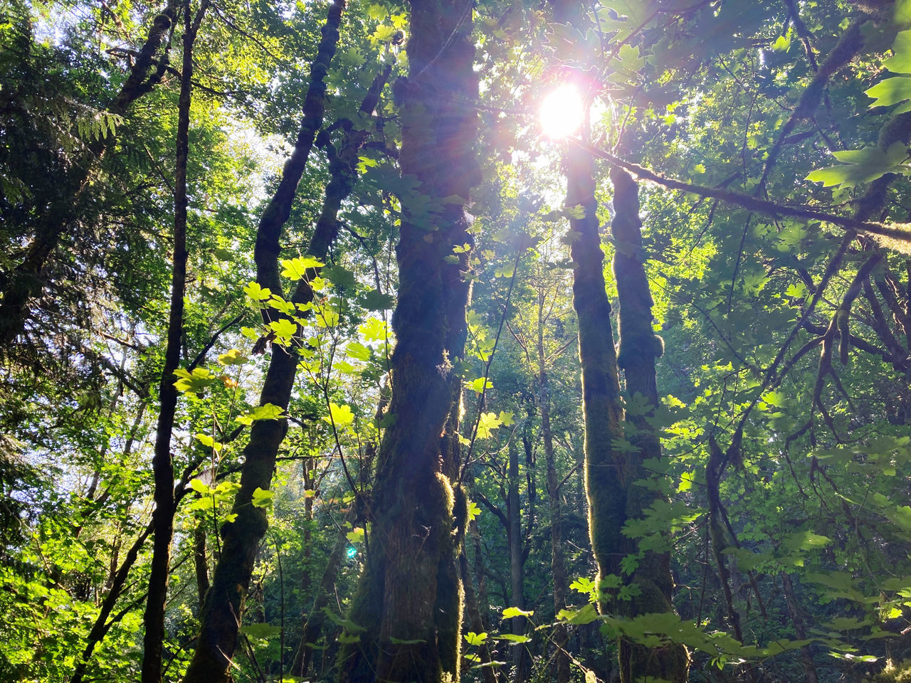 LOW ANGLE VIEW OF SUNLIGHT STREAMING THROUGH TREE