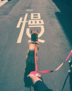 Cropped hand holding dogs on road during sunny day