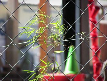 Close-up of chainlink fence