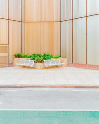 Potted plant on footpath against wall