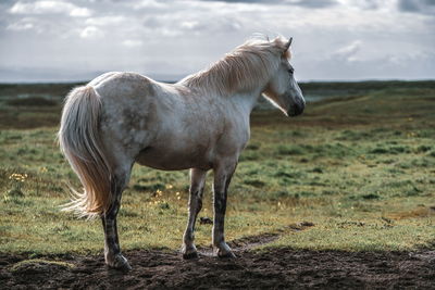 Horse standing on land against sky