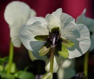 Close-up of white flowering plant