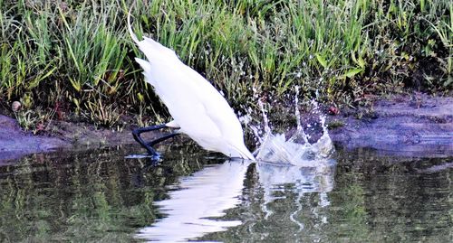 View of birds in lake