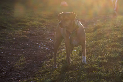 Dog standing on field