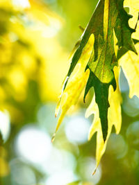 Close-up of plant