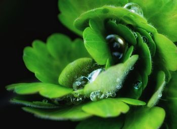 Close-up of green leaves