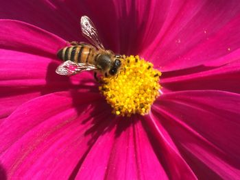 Close-up of bee on flower