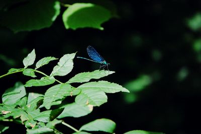 Close-up of insect on plant