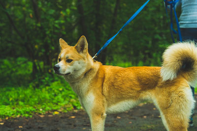 View of a dog looking away