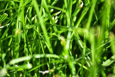 Full frame shot of grass growing on field